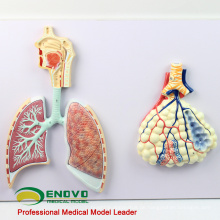 LUNG06 (12503) Human Respiratory Section Abschnitt Modell, Anatomie Modelle&gt; Atmung